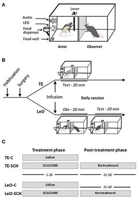 Role of Anterior Cingulate Cortex in Instrumental Learning: Blockade of Dopamine D1 Receptors Suppresses Overt but Not Covert Learning